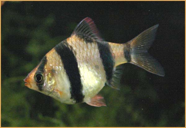 www.israquarium.co.il